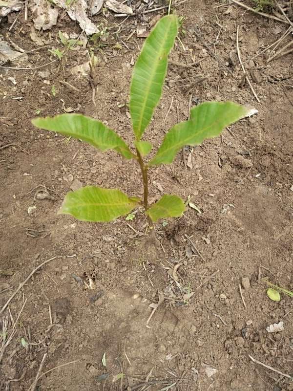 tree image