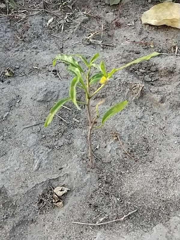 tree image
