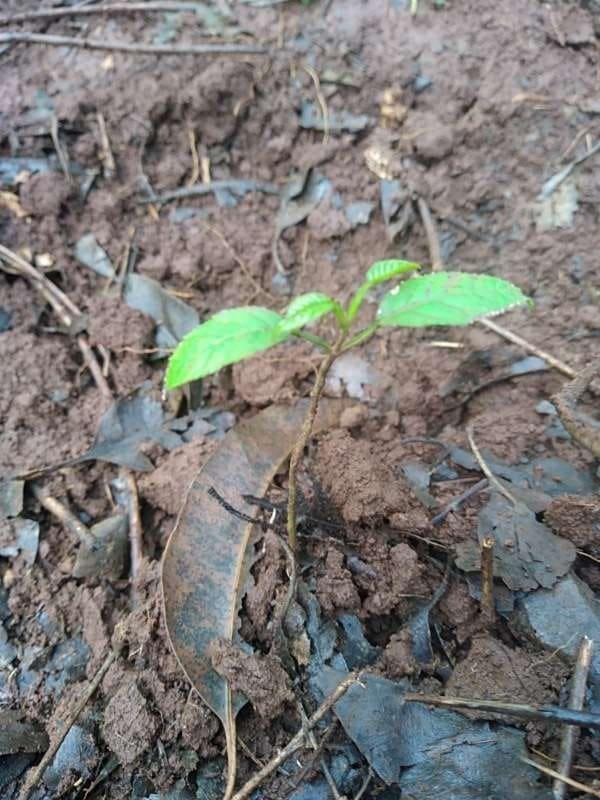 tree image