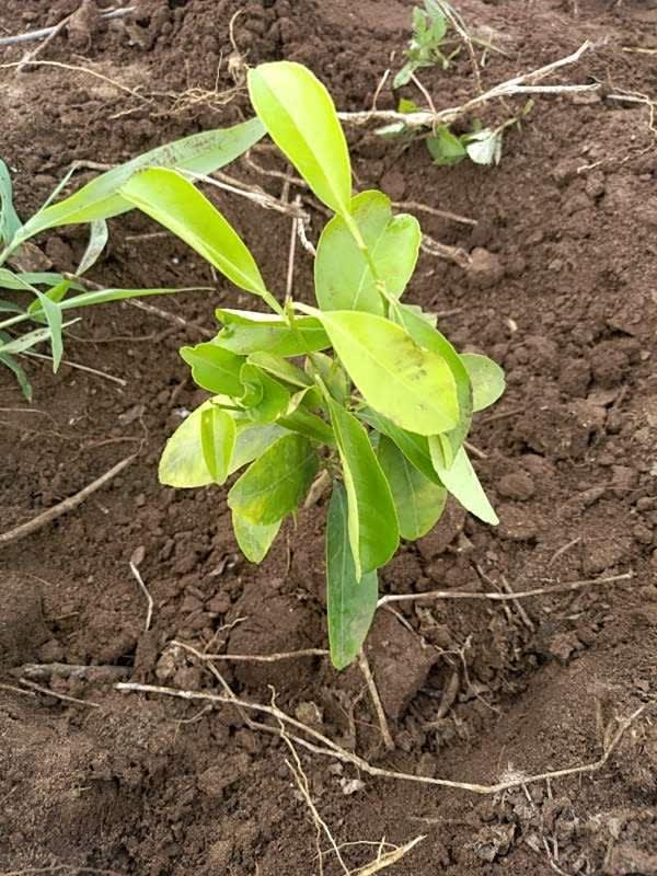 tree image