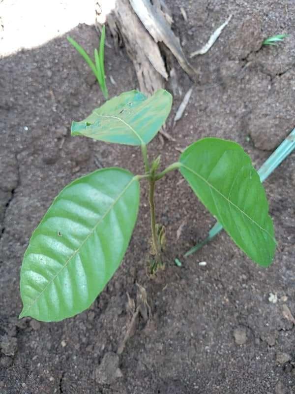 tree image