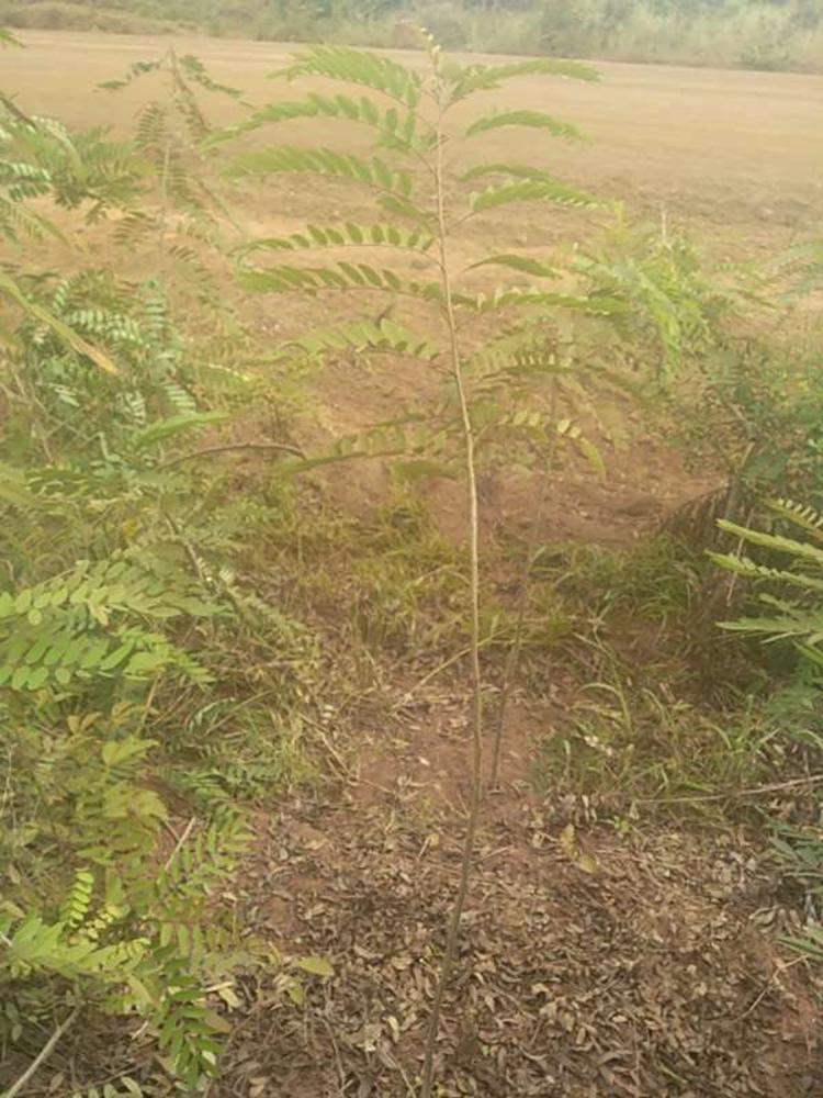 tree image
