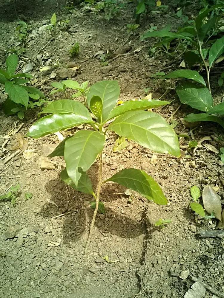 tree image