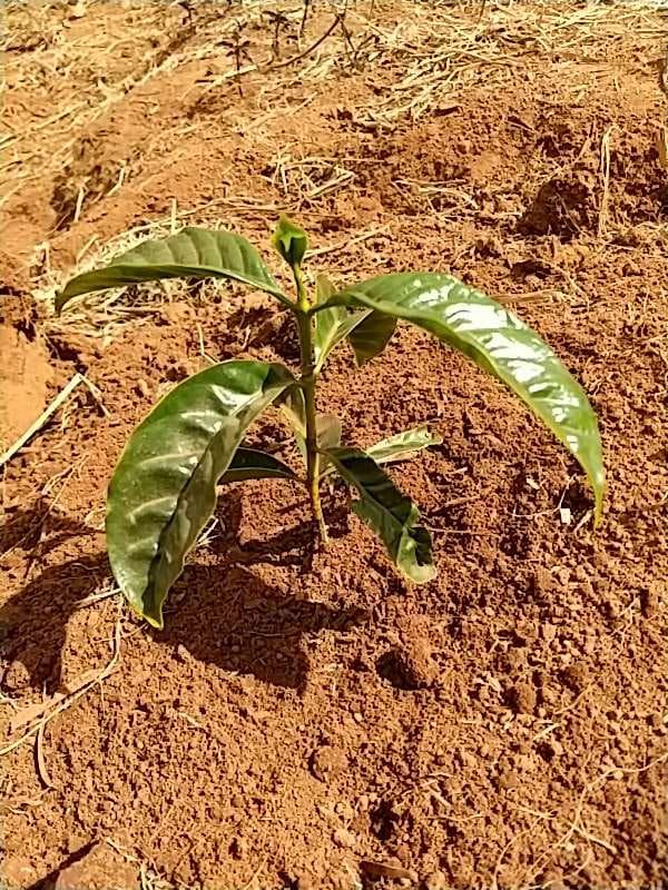 tree image