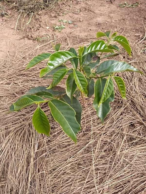 tree image
