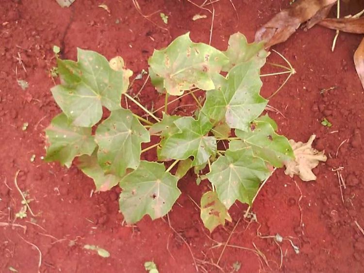 tree image