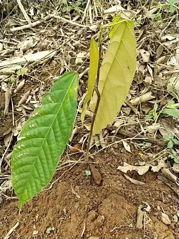 tree image