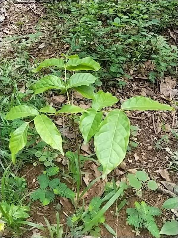 tree image