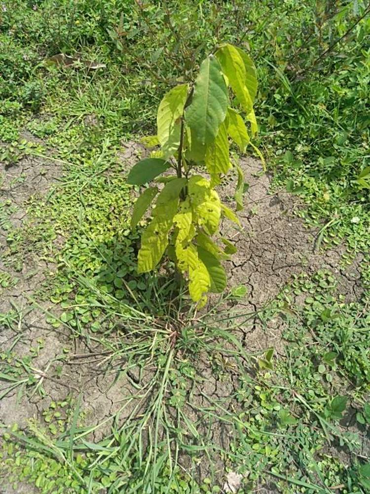tree image