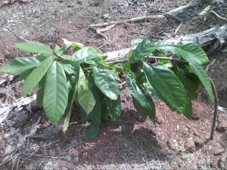 tree image