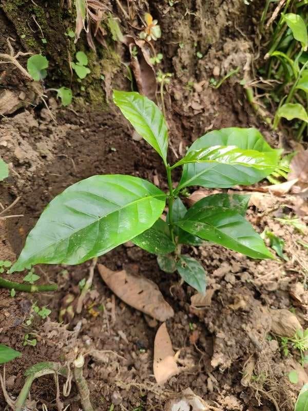 tree image