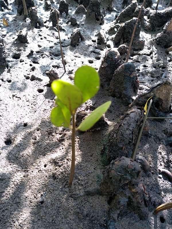 tree image