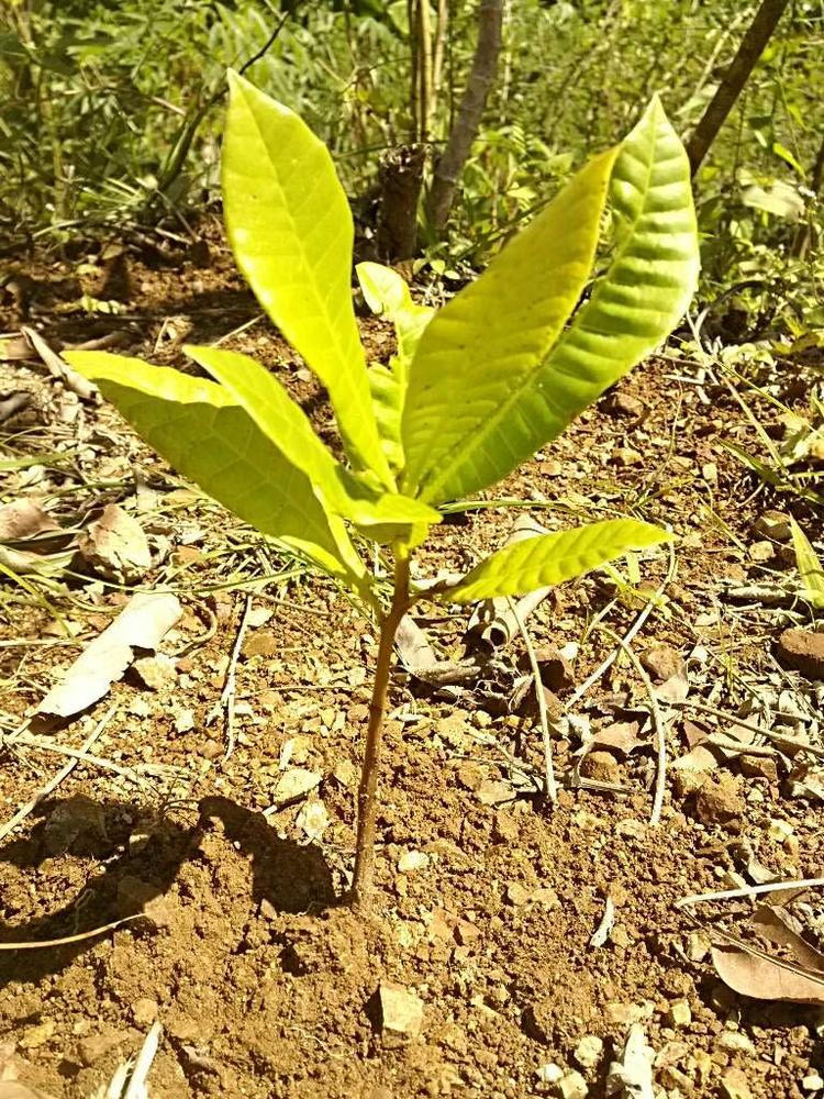 tree image