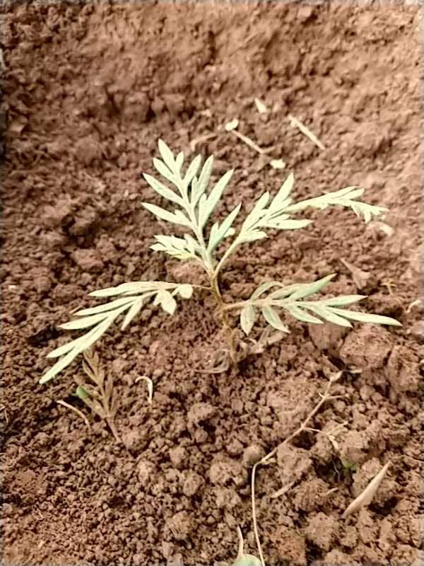 tree image