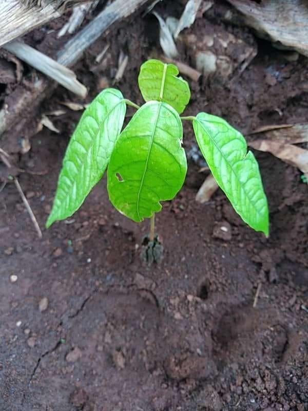 tree image