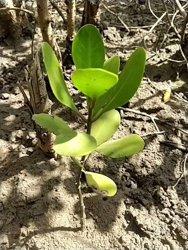 tree image