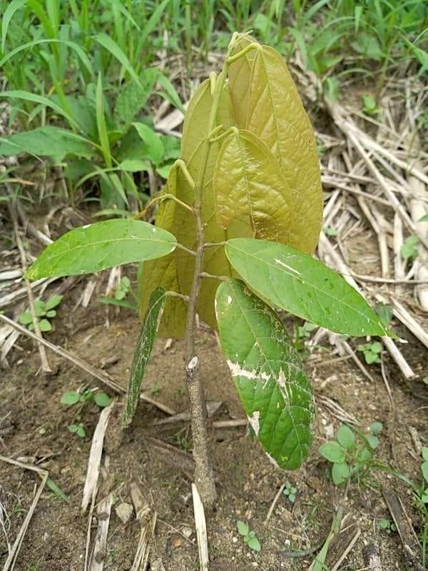 tree image