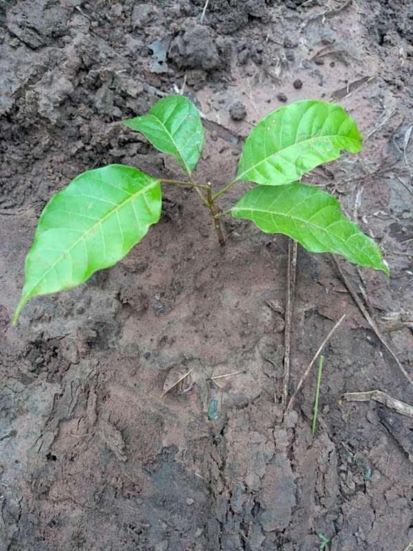 tree image
