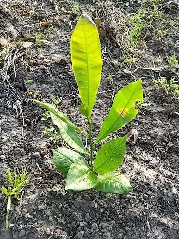 tree image