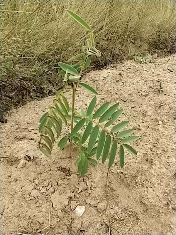 tree image