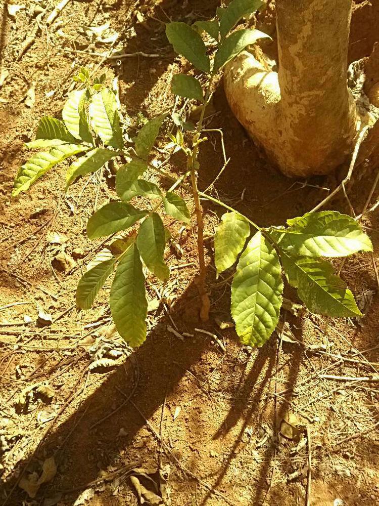 tree image