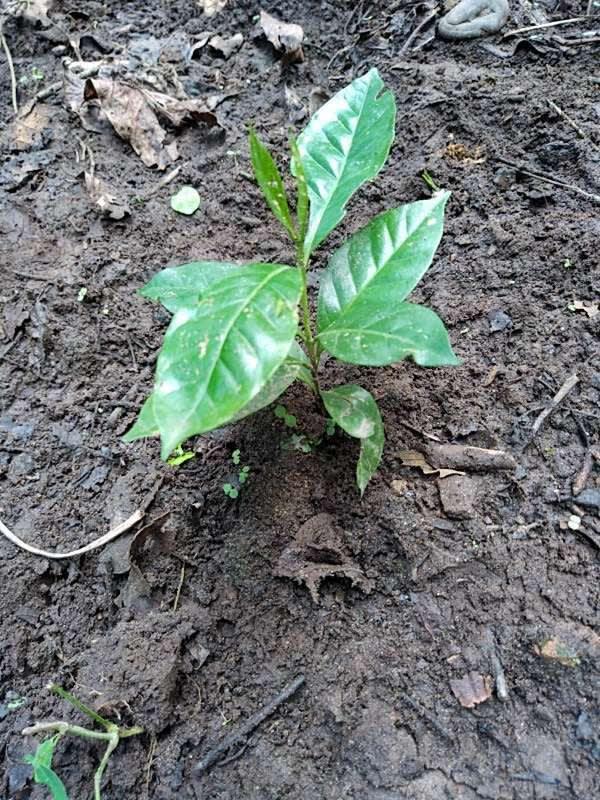 tree image