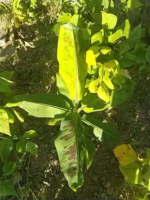 tree image