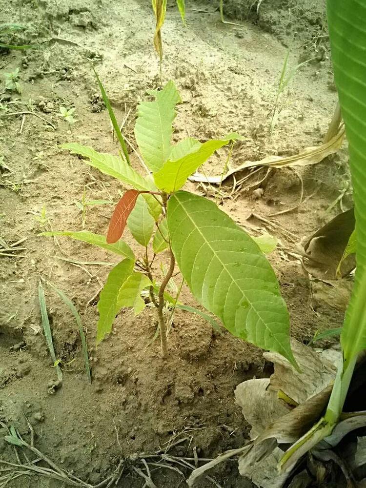 tree image