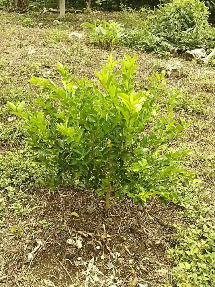 tree image