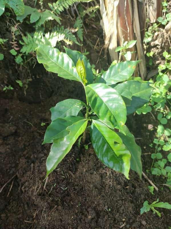 tree image