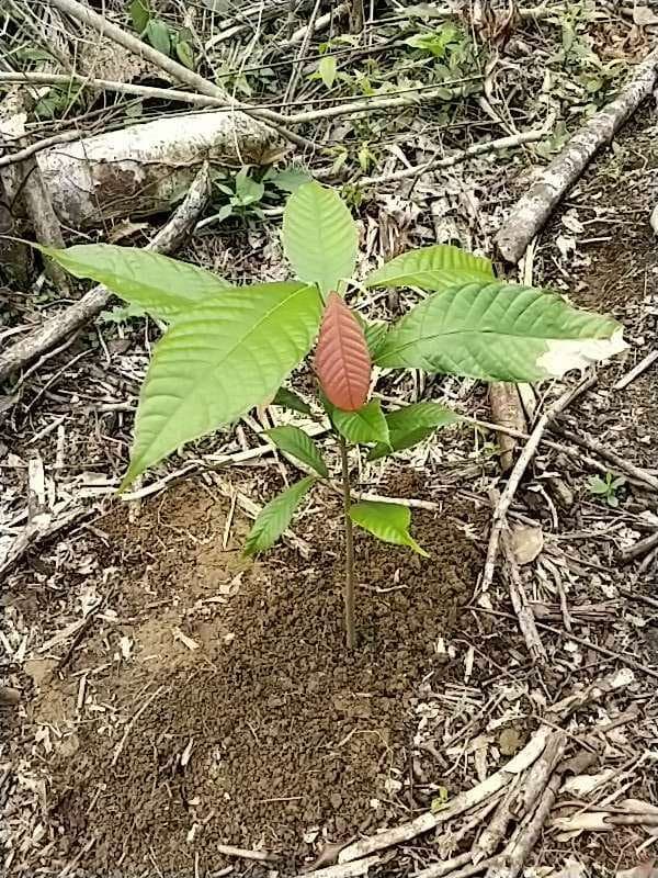 tree image