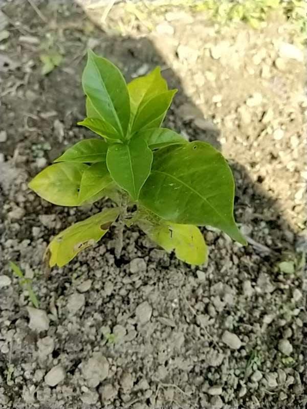 tree image