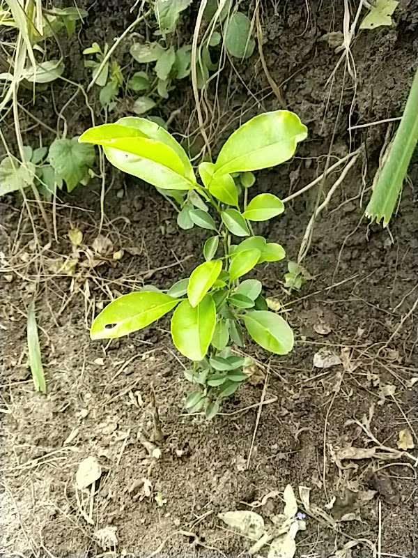 tree image