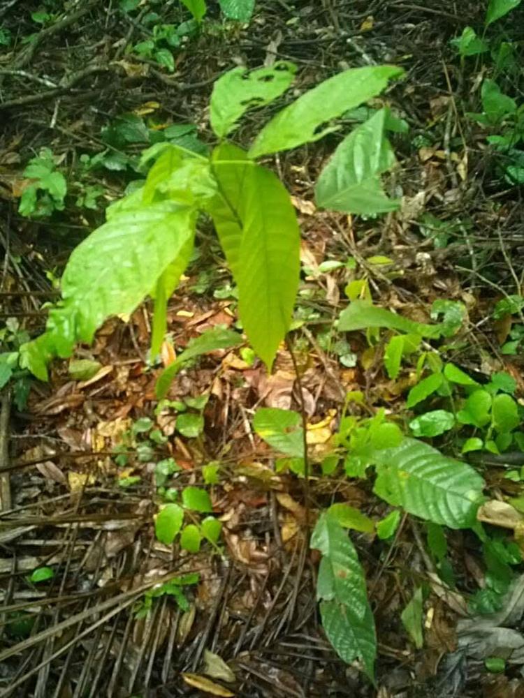 tree image