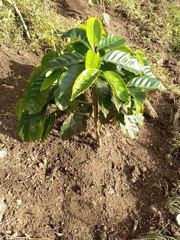 tree image