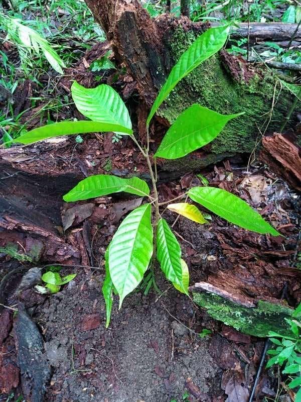tree image