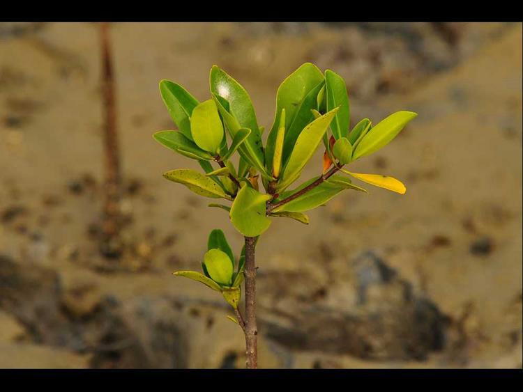 tree image