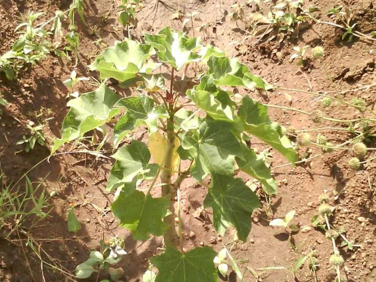 tree image