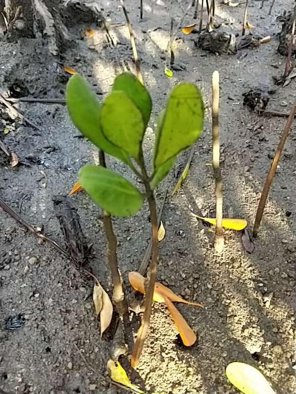 tree image