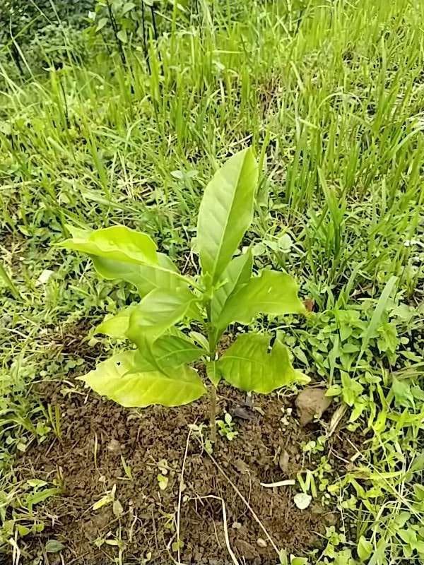 tree image