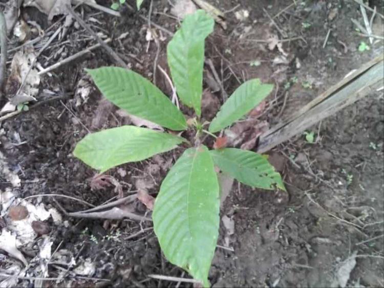 tree image