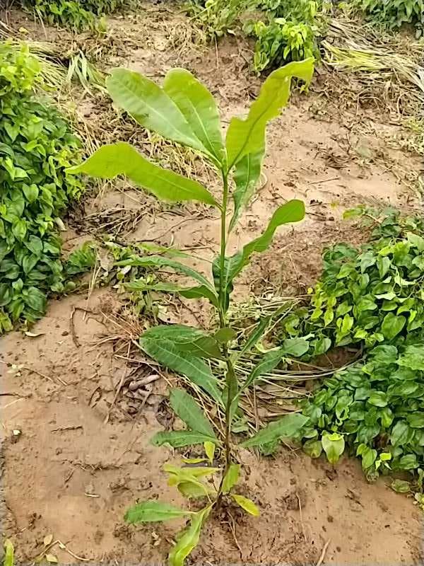 tree image