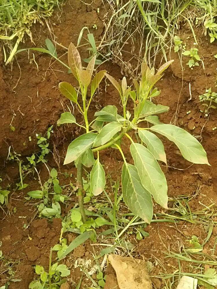 tree image
