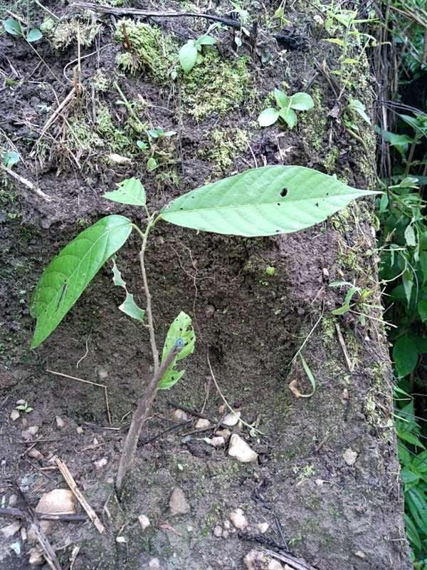 tree image
