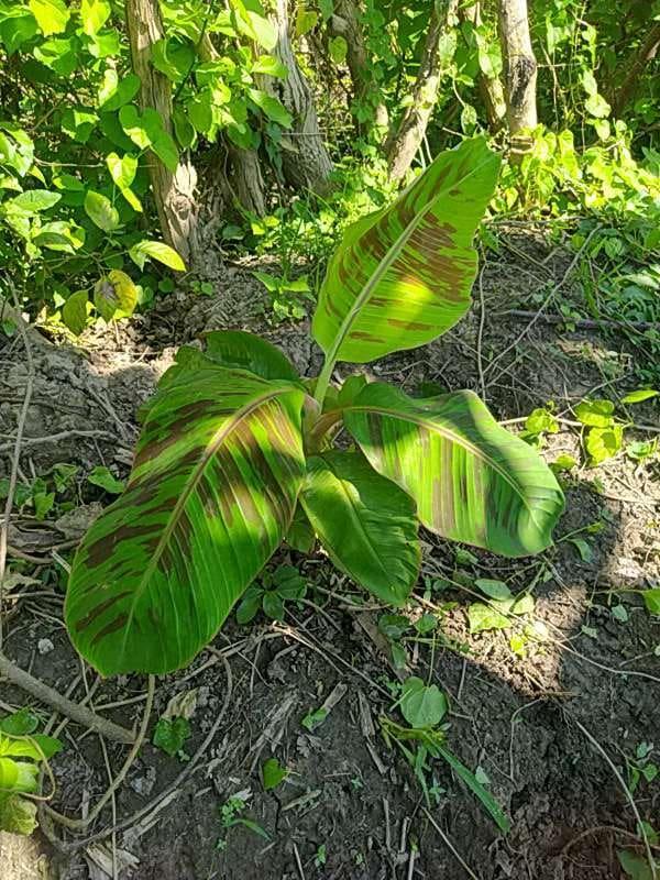 tree image