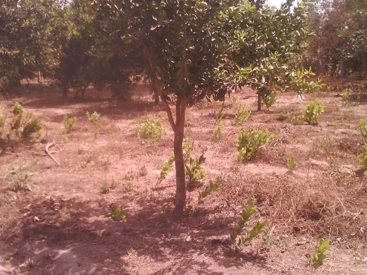 tree image