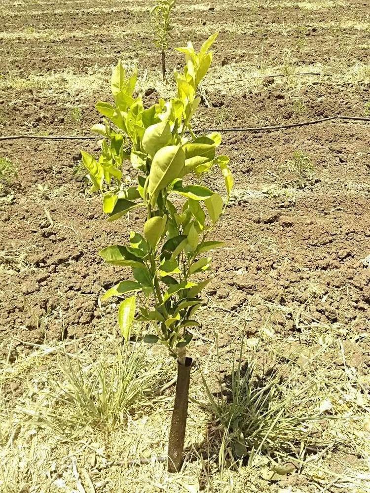 tree image