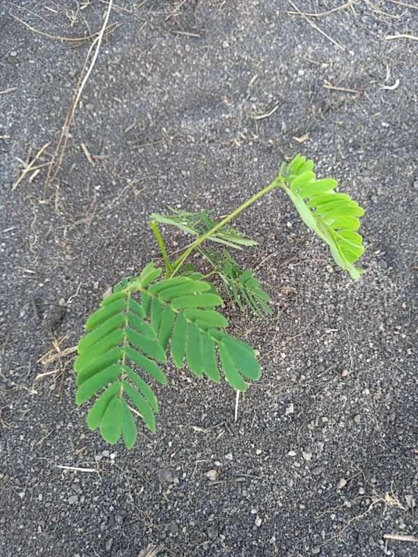 tree image