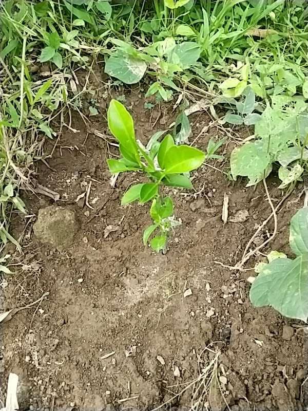 tree image