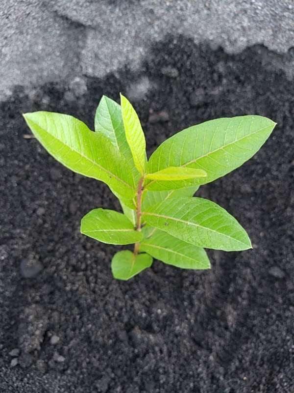 tree image